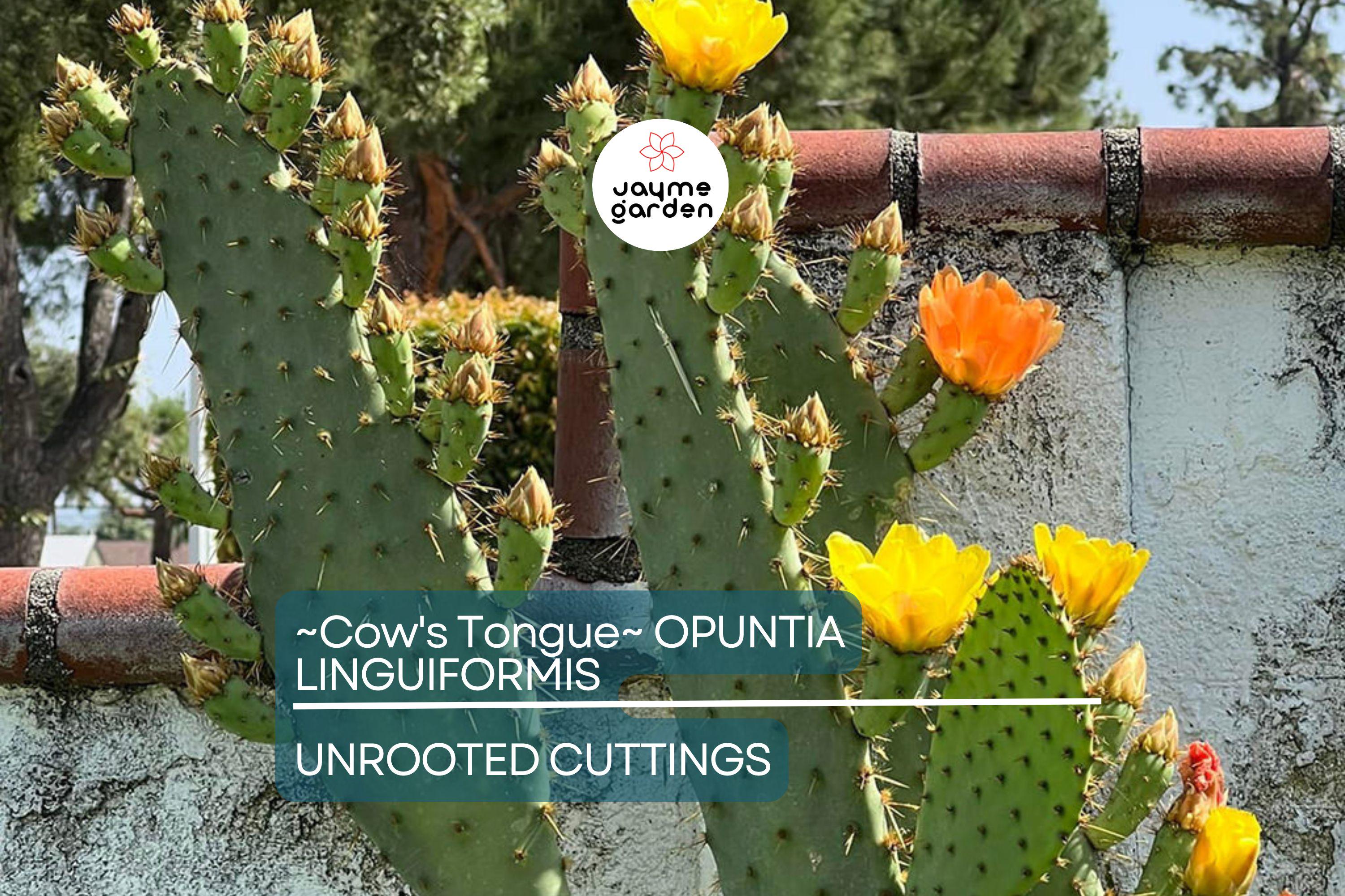 Hardy Cow's Tongue Cactus (Opuntia Liguiformis) Pad Cutting | 8-10" Prickly Specimen | Cold Hardy | Golden Orange Blooms