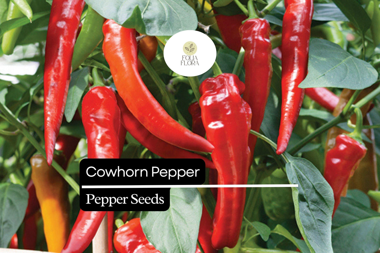 25 Cowhorn Pepper Seeds – Capsicum annuum – Heirloom, Spicy & Flavorful, High-Yielding, Perfect for Fresh Eating
