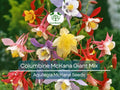 500 Seeds Columbine McKana Giant Mix, Perennial Hummingbird & Butterfly Flowers, Non-GMO Aquilegia, Vibrant Colors, Easy to Grow for Gardens