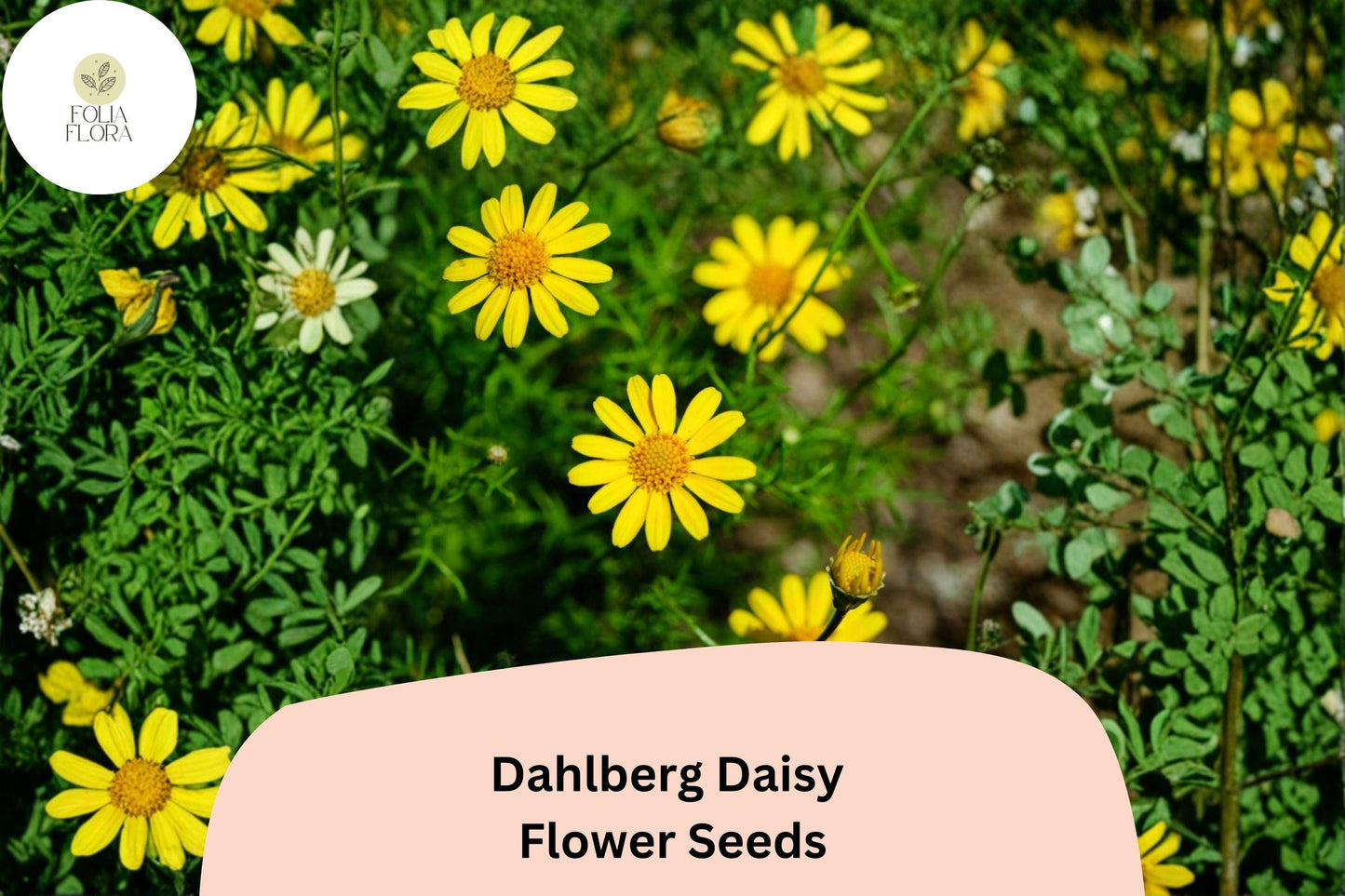 200+ Dahlberg Daisy Seeds | Thymophylla tenuiloba | Golden Yellow Mini Blooms | Low-Growing Annual Flower