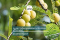 Amla Tree / Indian Gooseberry (Emblica officinalis) – Live 12”-24” Tropical Fruit Tree Rich in Nutrients & Ayurvedic Traditions