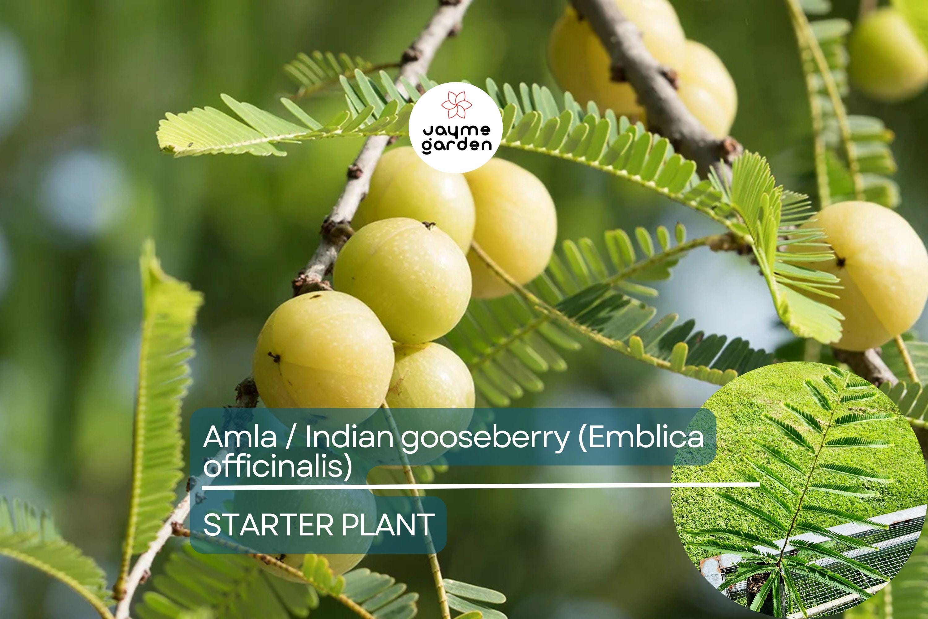 Amla Tree / Indian Gooseberry (Emblica officinalis) – Live 12”-24” Tropical Fruit Tree Rich in Nutrients & Ayurvedic Traditions