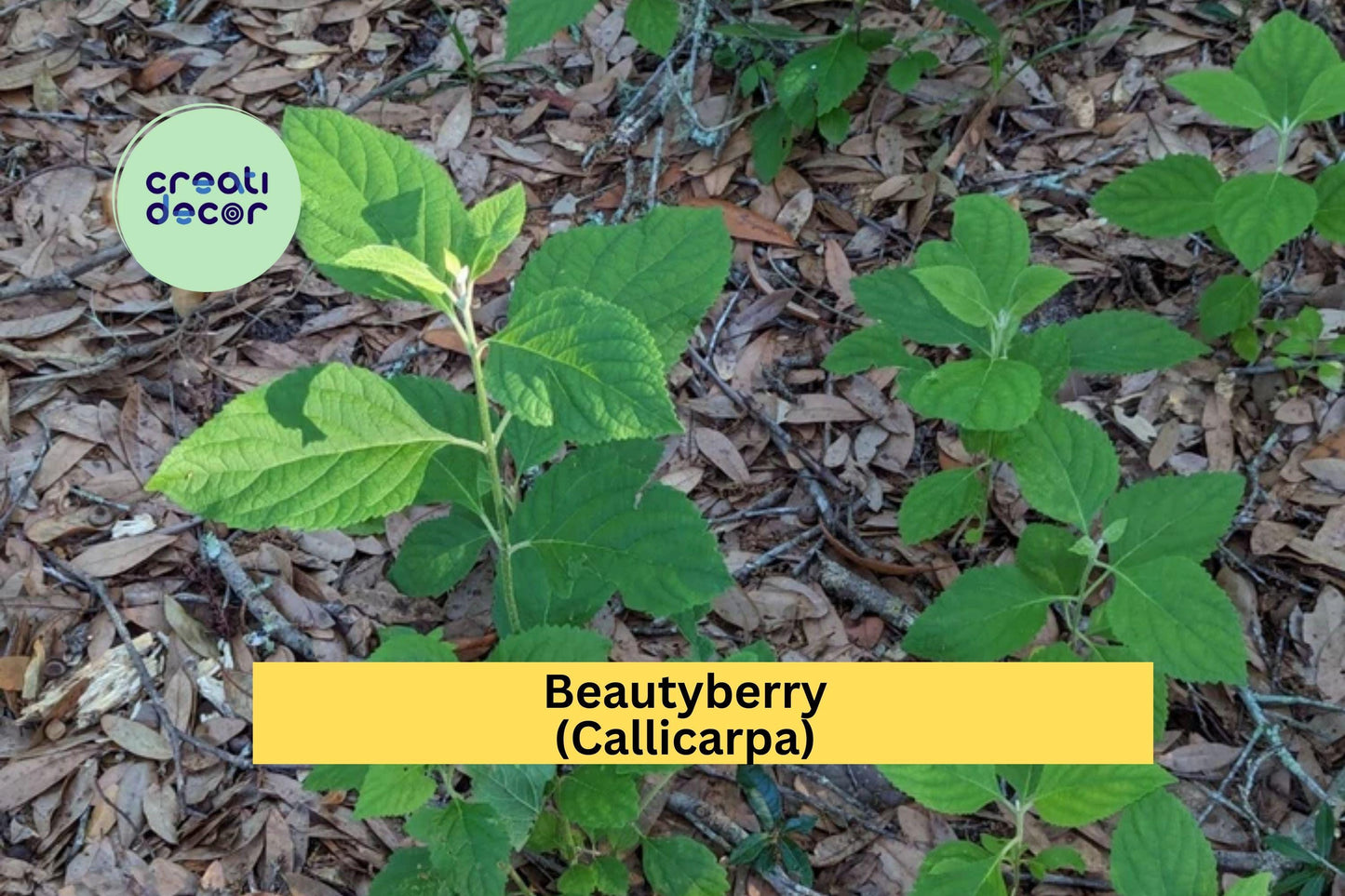 Beautyberry Bush Cuttings | 4 Fresh Callicarpa Stems | Unrooted Live Plant Cuttings for Propagation and Garden Growing