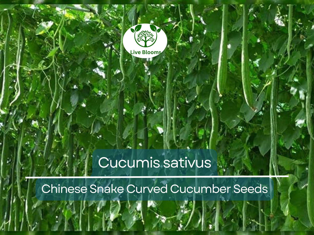 10 Seeds Cucumber Chinese Snake Curved - Cucumis sativus | Unique Heirloom Cucumber for Planting, Gardening & Crisp, Long Harvest