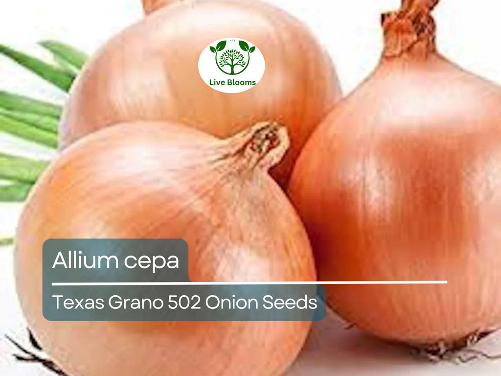 250 mg Texas Grano 502 Onion Seeds - Allium cepa | Heirloom Sweet Onion for Planting, Gardening & Harvest | Mild, Large Bulbs
