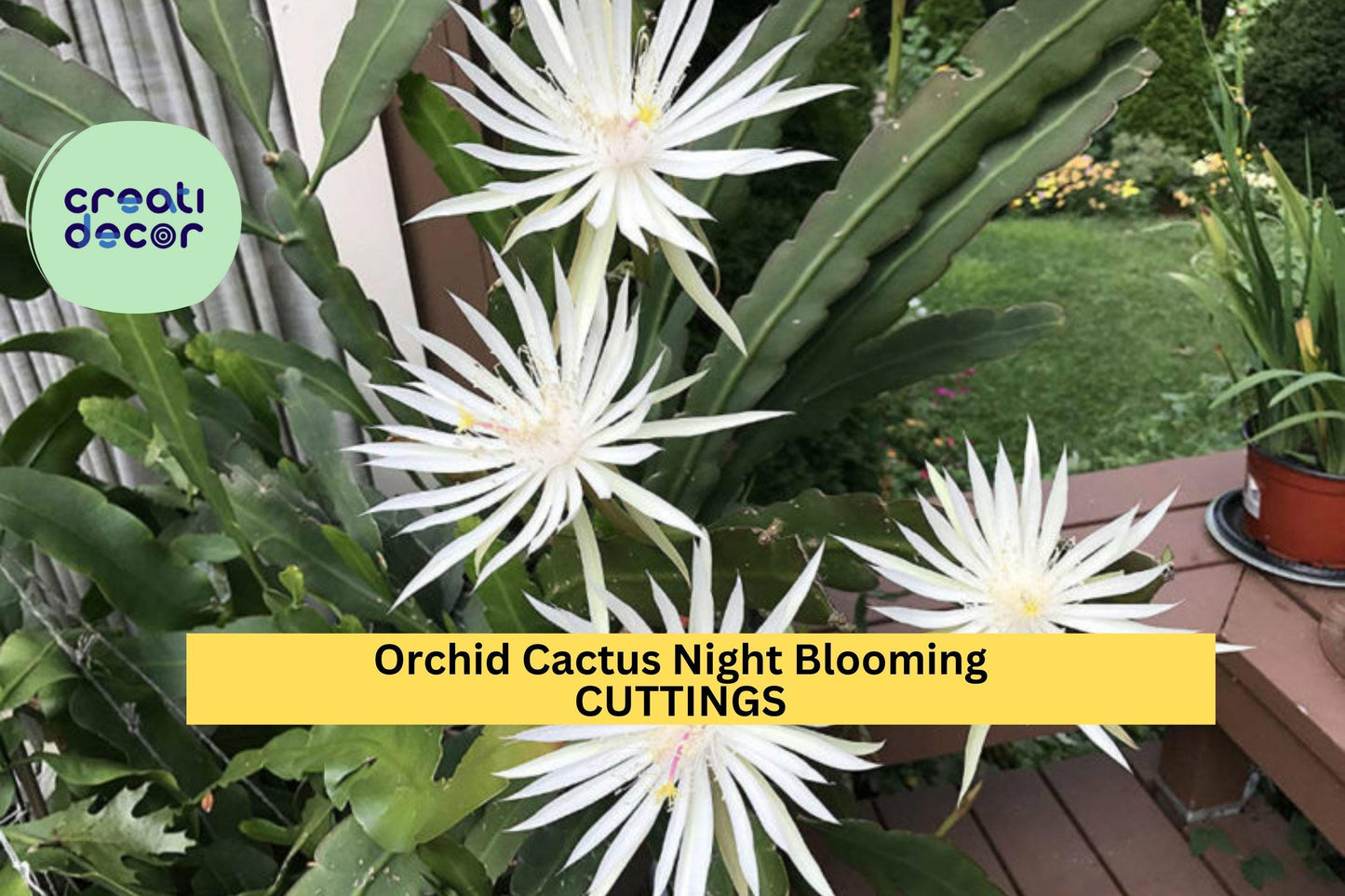 2 Epiphyllum Hookeri Cuttings – Night-Blooming Orchid Cactus | Unrooted Jungle Cactus Stems for Hanging Baskets or Tropical Displays