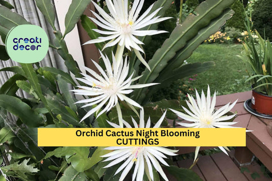 2 Epiphyllum Hookeri Cuttings – Night-Blooming Orchid Cactus | Unrooted Jungle Cactus Stems for Hanging Baskets or Tropical Displays