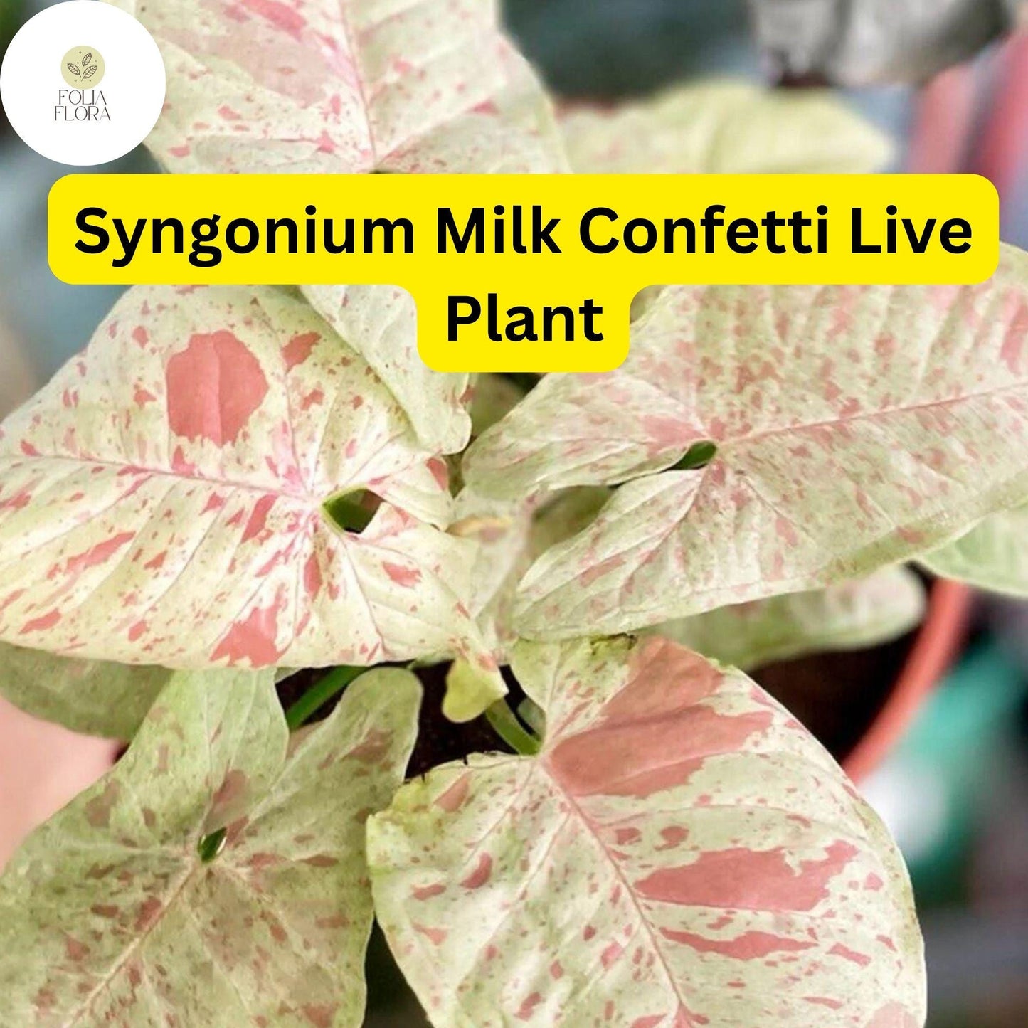 1 Syngonium podophyllum 'Milk Confetti' - Live Arrowhead Plant in 4" Pot - Well-Rooted Indoor Houseplant