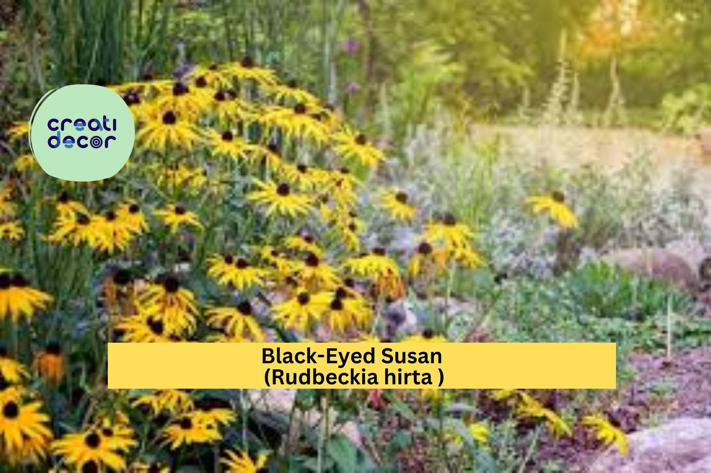 Black-Eyed Susan – Rudbeckia hirta – Large 3+ Year Well-Rooted Live Perennial Plant, Yellow Coneflower for Garden Borders