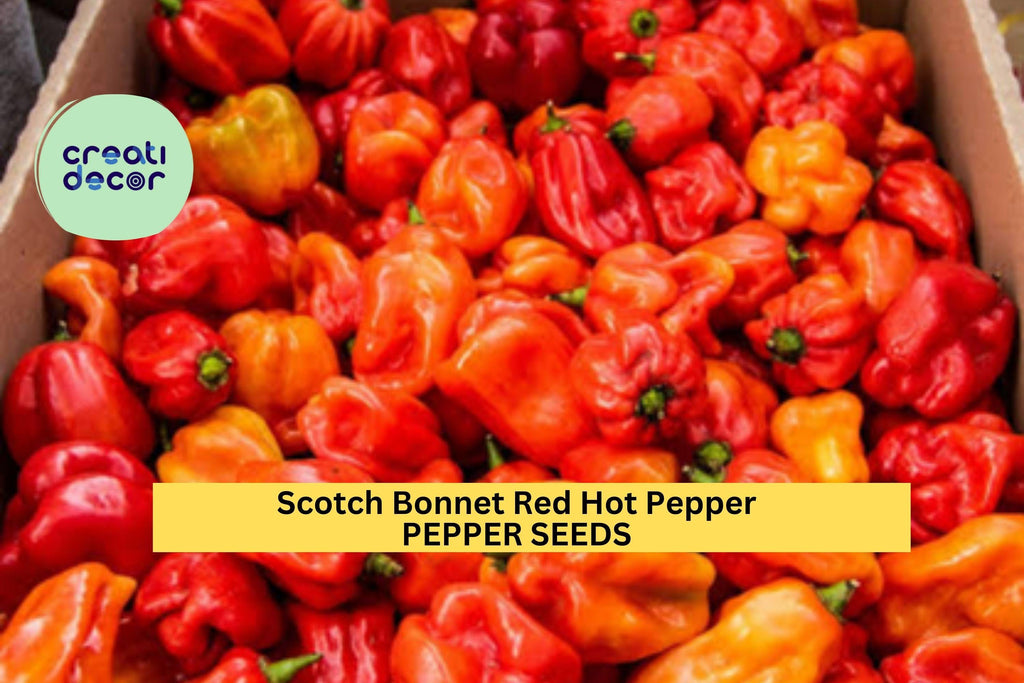 3pcs of 250mg Scotch Bonnet Red Hot Pepper Seeds – Caribbean Chili for Spicy Cooking, Garden Growing & Containers Seeds for Planting