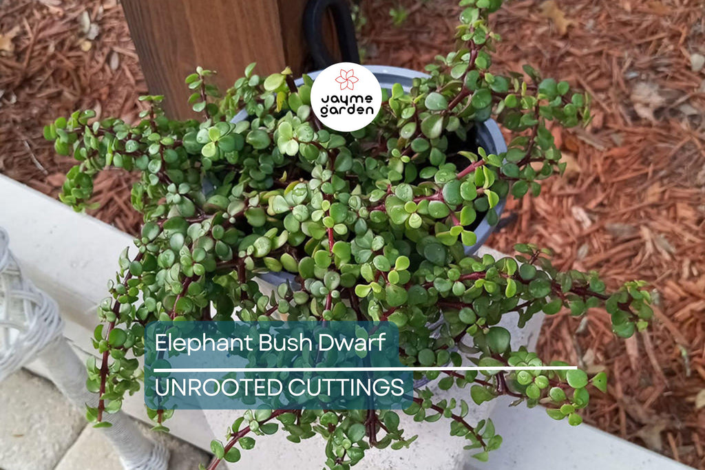 Elephant Bush (Portulacaria Afra) | 11 Fresh Cuttings (7-12”) | Dwarf Jade Succulent | Green & Red Stems | Easy to Grow |