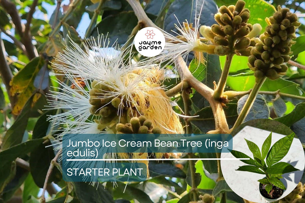 Jumbo Ice Cream Bean Tree (Inga edulis) Live Tropical Fruit Tree 12”-24” | Guama Machete with Sweet Vanilla-Flavored Pods