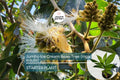 Jumbo Ice Cream Bean Tree (Inga edulis) Live Tropical Fruit Tree 12”-24” | Guama Machete with Sweet Vanilla-Flavored Pods