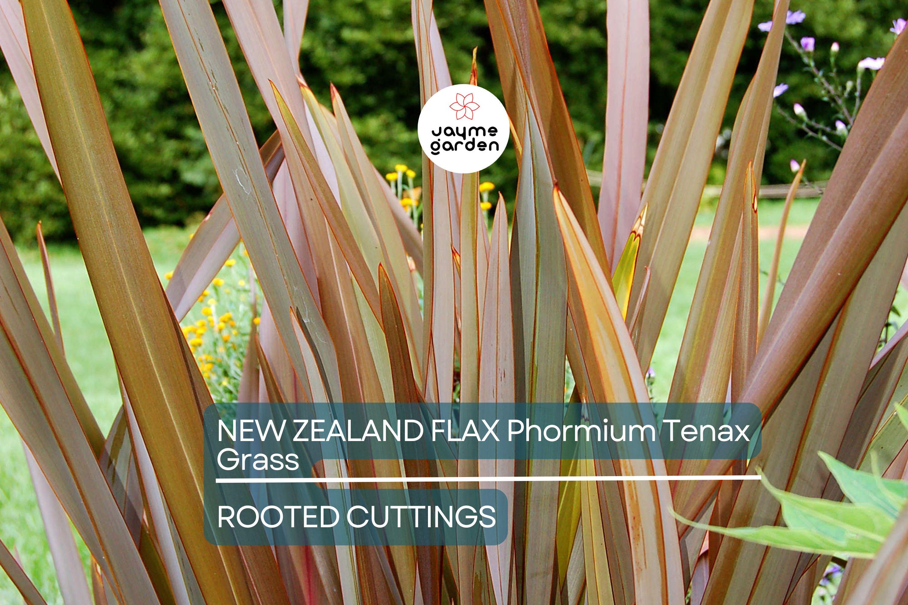 1 Rooted New Zealand Flax Plant - Phormium Tenax - Cold Hardy (10 F), 12" Tall, Potted, Ready to Plant