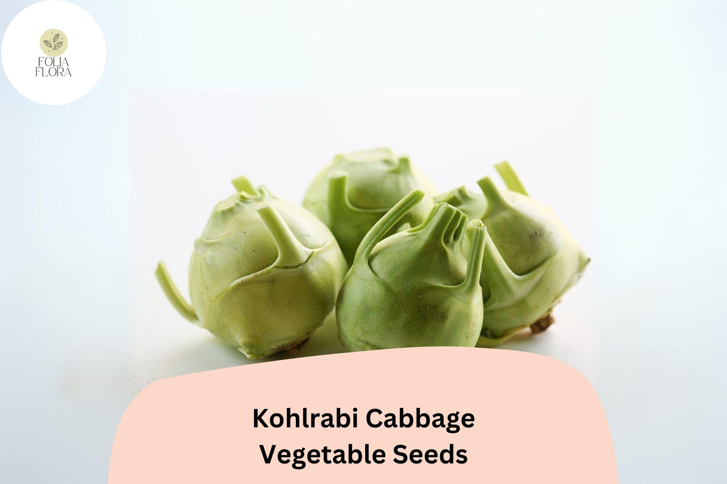 500+ Kohlrabi Seeds | Brassica oleracea | Heirloom Cabbage Family Vegetable | Bulk Garden Planting Seeds
