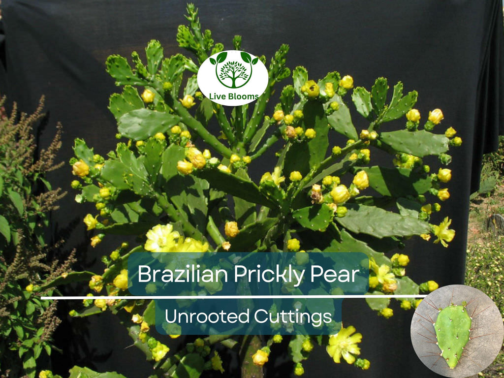 1 Brasiliopuntia brasiliensis (Brazilian Prickly Pear) Unrooted Cutting 1-2" – Treelike Cactus for Propagation, Gardening & Xeriscaping