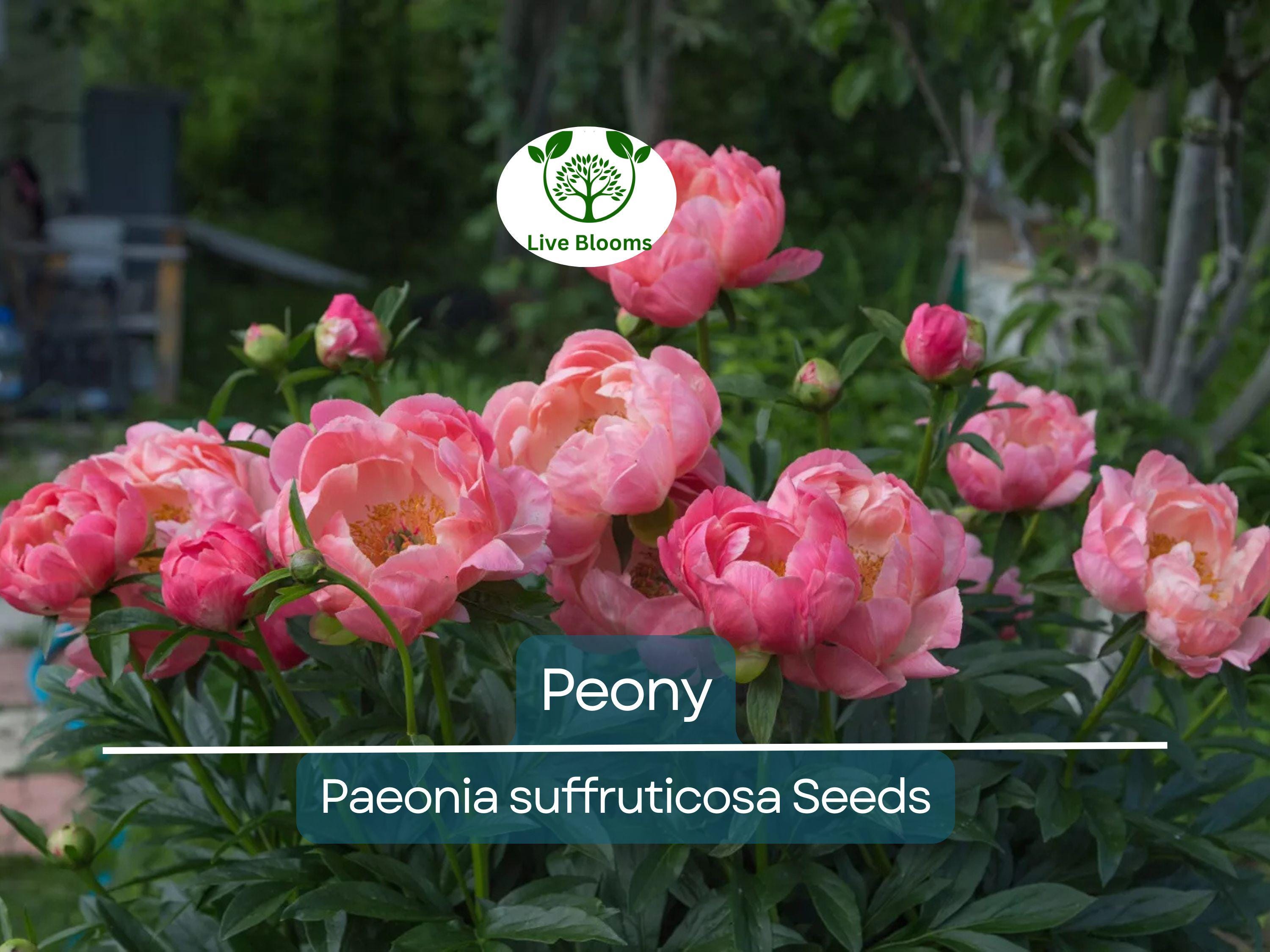 10 Peony Seeds Mix (Paeonia suffruticosa) Tree Bush Flower - Hardy, Colorful Blossoms for Garden, Perennial, Rare Peony Varieties