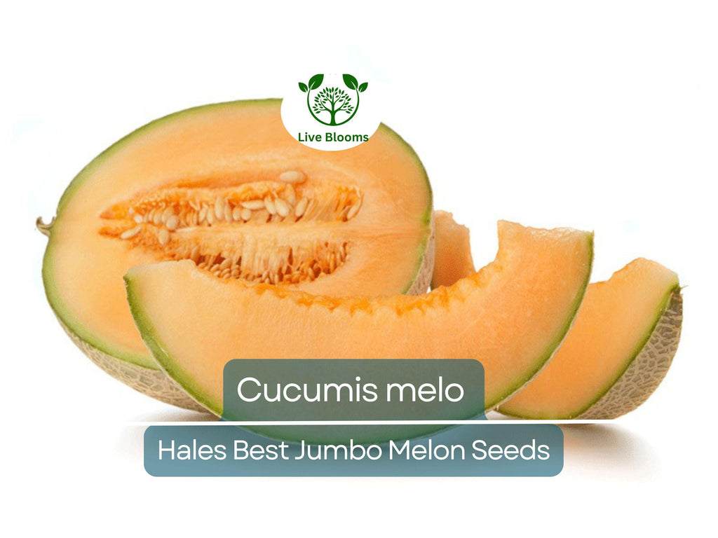 35 Seeds Hales Best Jumbo Melon – Cantaloupe (Cucumis melo) Heirloom, Sweet & Juicy, Perfect for Planting and Growing in Home Gardens