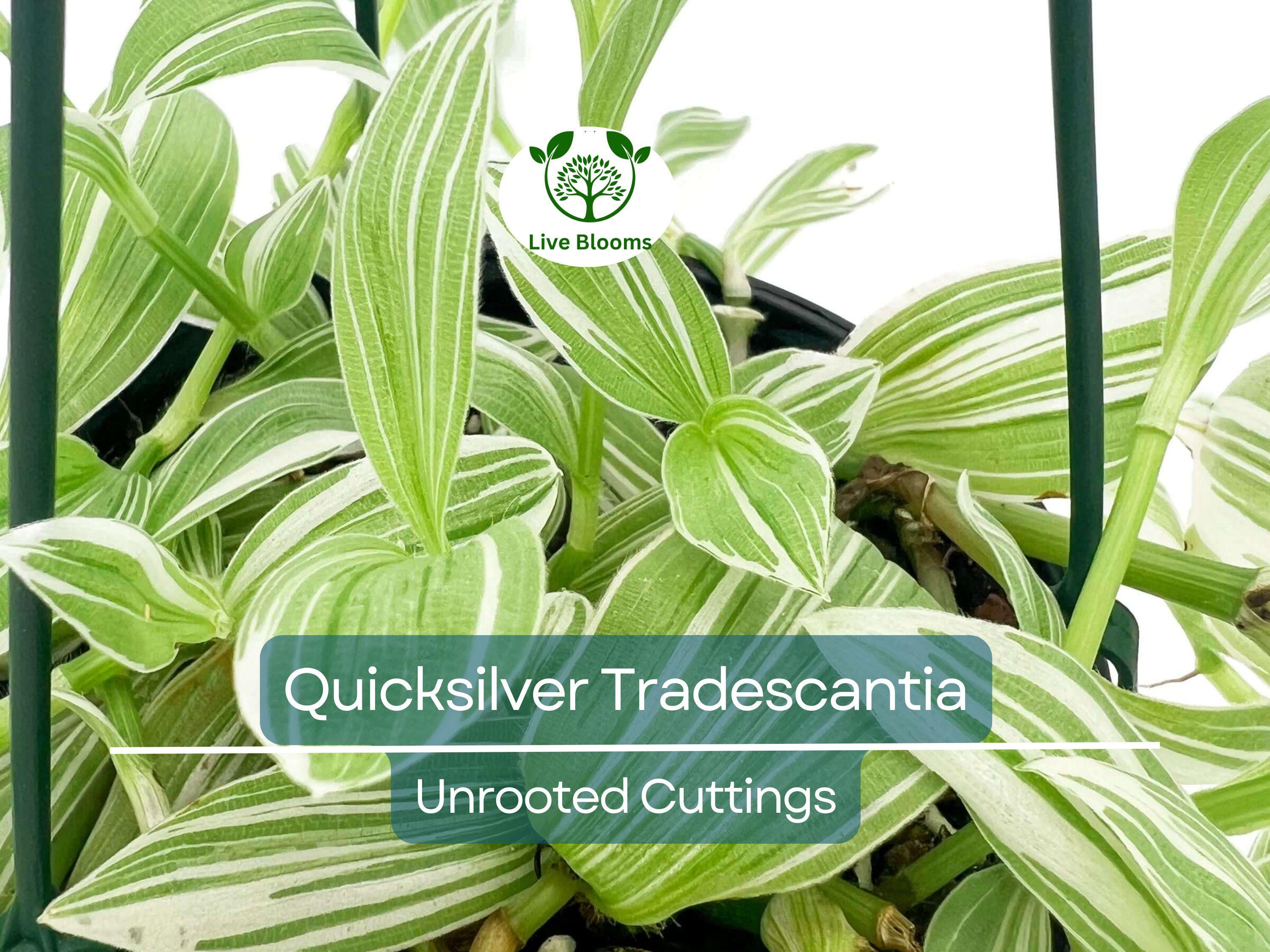 5 Tradescantia Albiflora 'Quicksilver' Variegated Wandering Jew Unrooted Cuttings - White & Green Foliage, Easy Propagation, Houseplant