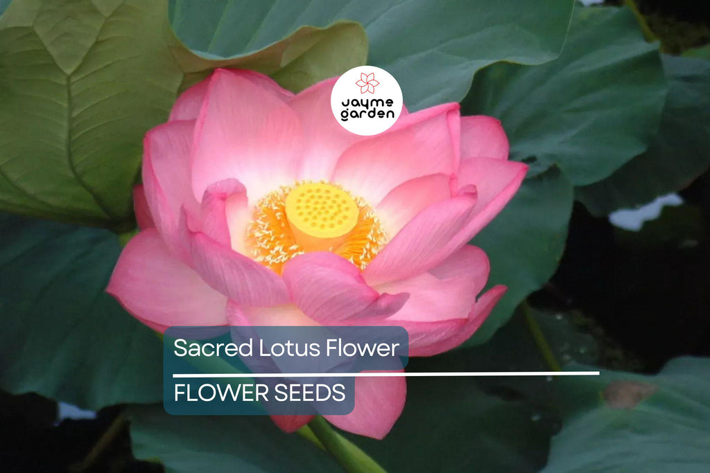 5 Sacred Lotus Flower Seeds (Nelumbo nucifera) – Edible Aquatic Water Lily