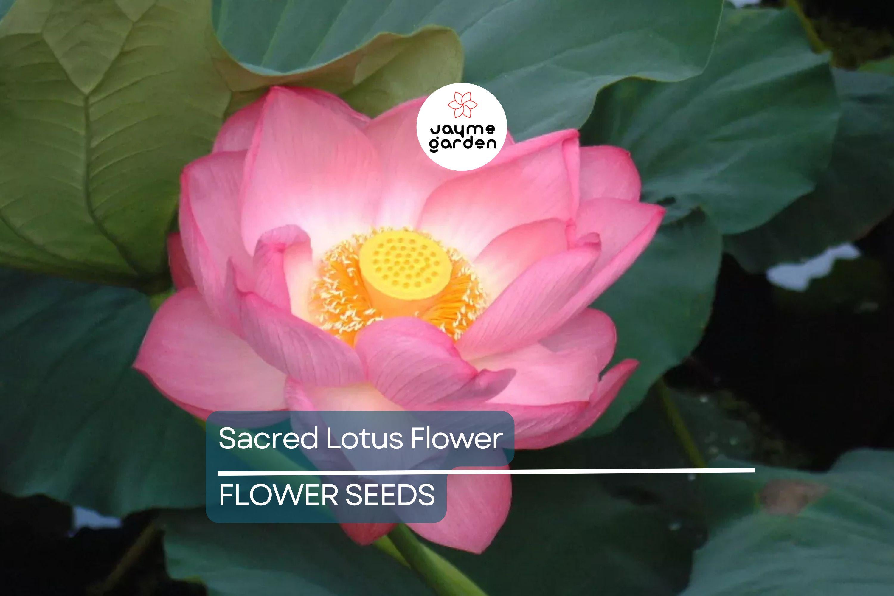 5 Sacred Lotus Flower Seeds (Nelumbo nucifera) – Edible Aquatic Water Lily