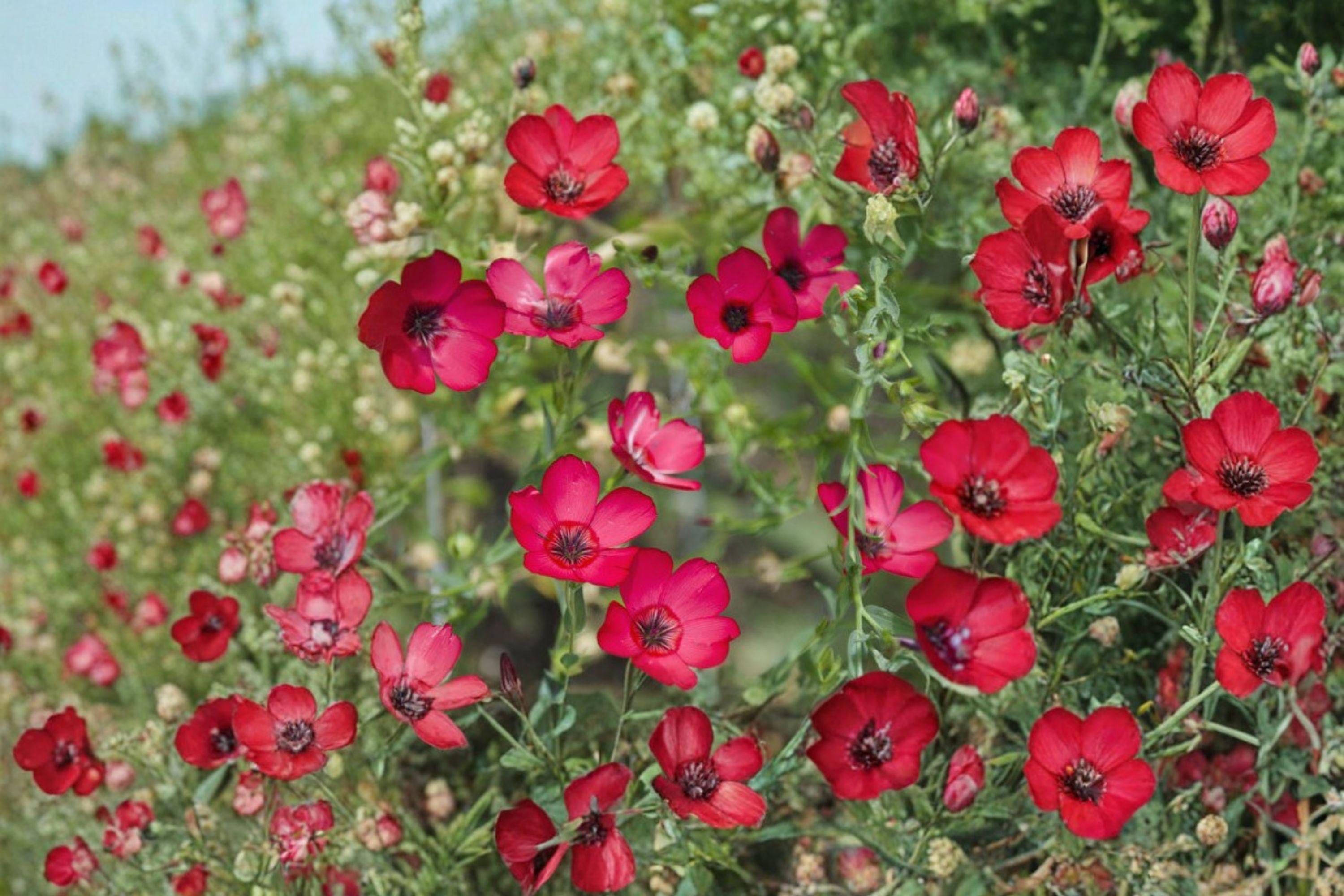 Scarlet Flax – Linum grandiflorum rubrum Seeds | 100 Seeds | Brilliant Red Blooms | Easy Annual