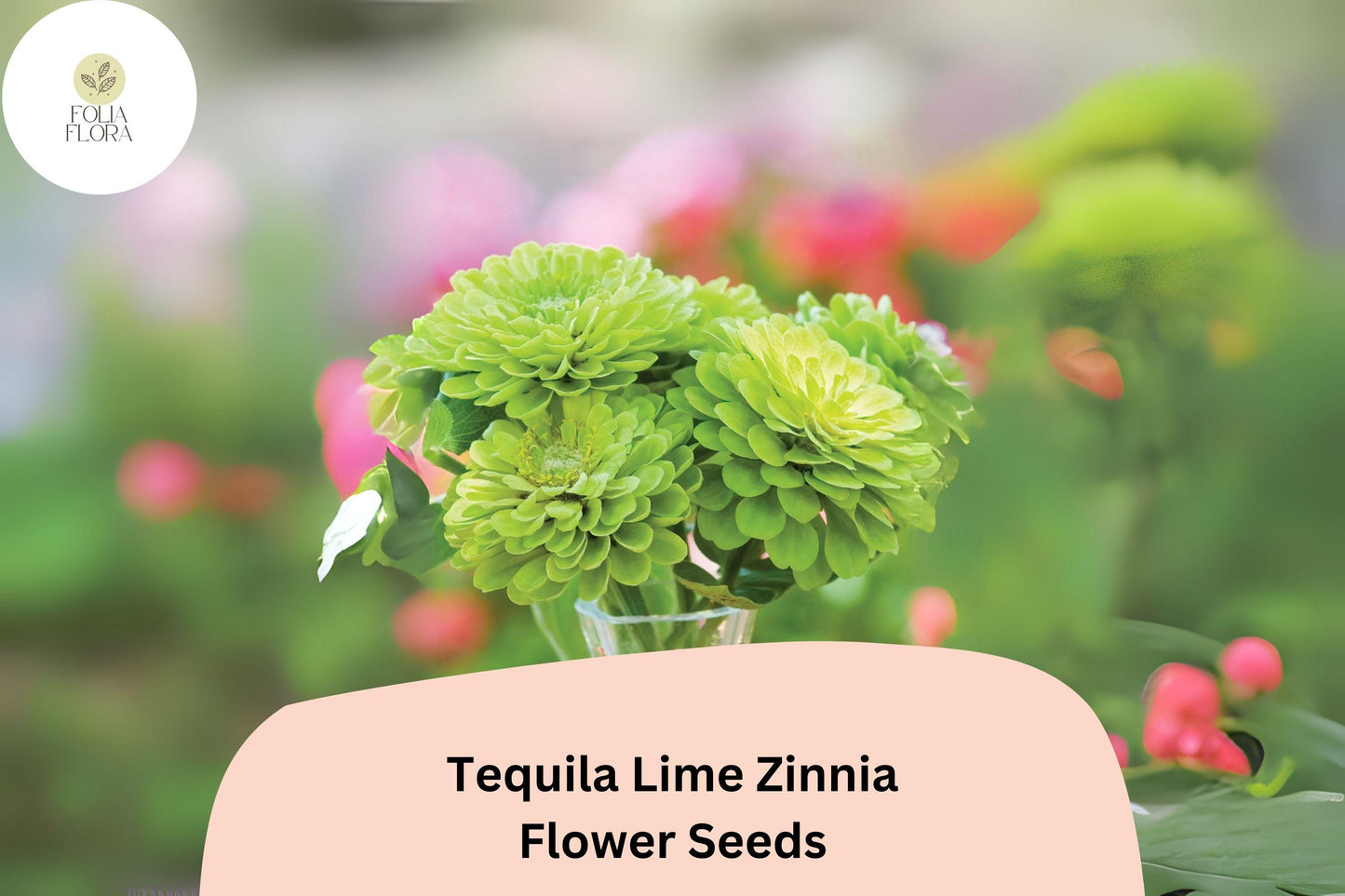 100+ Tequila Lime Zinnia Seeds | Vibrant Lime Green Blooms | Compact Garden Annual Flowers, Easy Grow, Cut Flower Variety