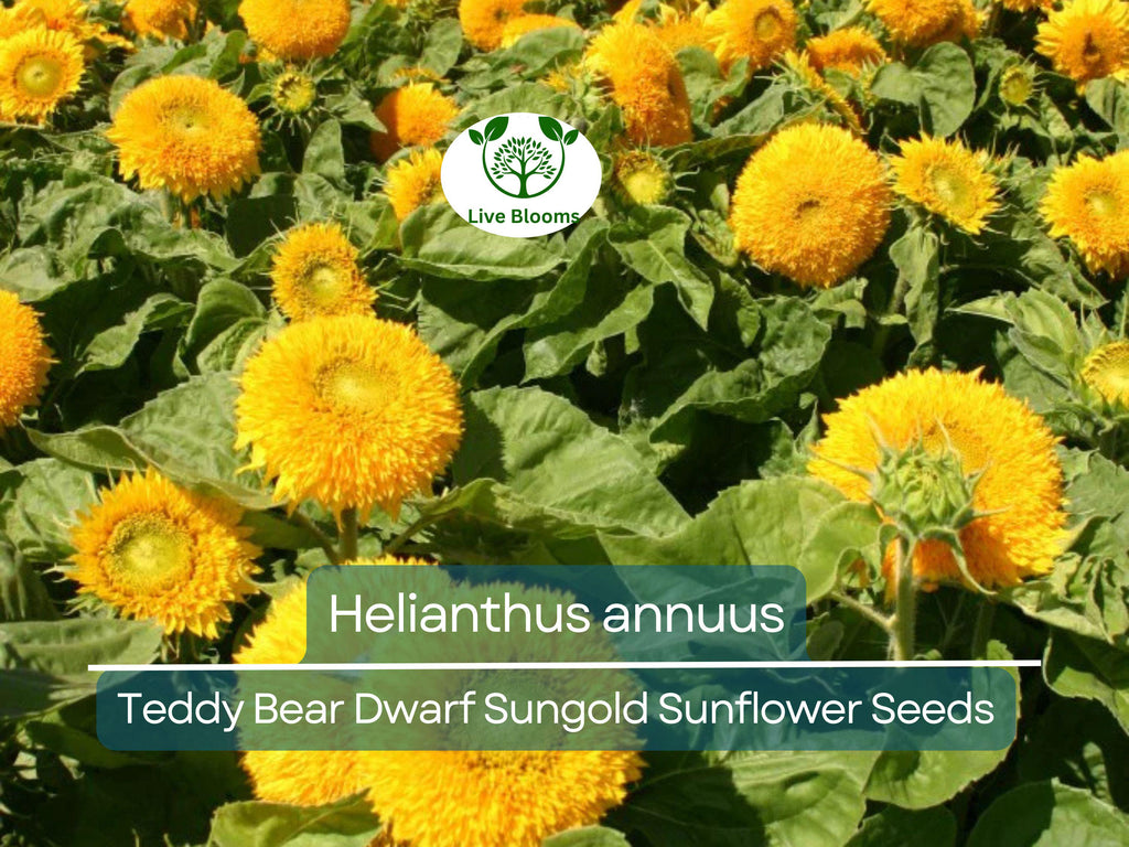 1 Gram Seeds Teddy Bear Sunflower (Dwarf Sungold Sunflower) for Planting | Compact, Fuzzy-Bloom Sunflowers for Gardens & Pots