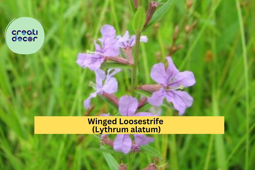 Winged Loosestrife Seeds (Lythrum alatum) – 3000 Native Wildflower Seeds | Pollinator-Friendly, Wetland & Meadow Plant | Zones 4–8