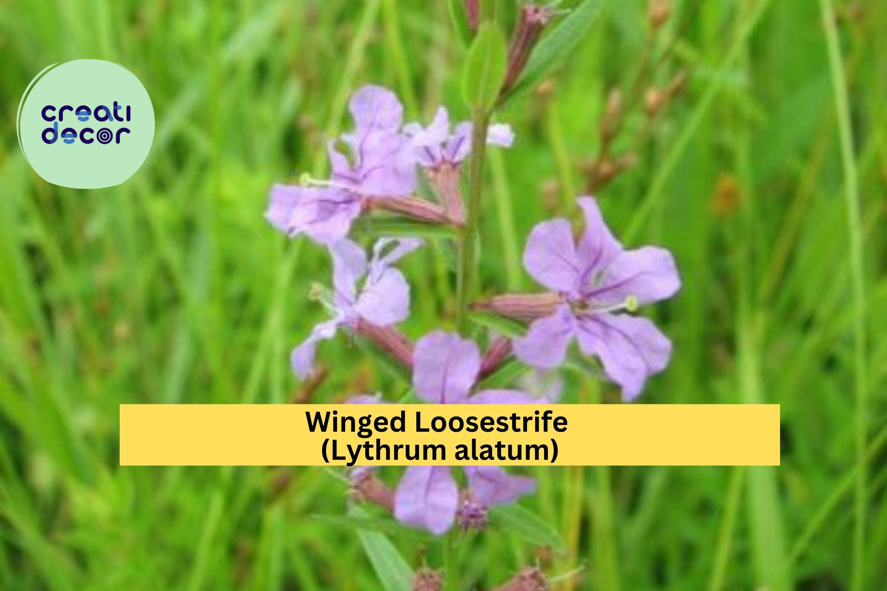 Winged Loosestrife Seeds (Lythrum alatum) – 3000 Native Wildflower Seeds | Pollinator-Friendly, Wetland & Meadow Plant | Zones 4–8