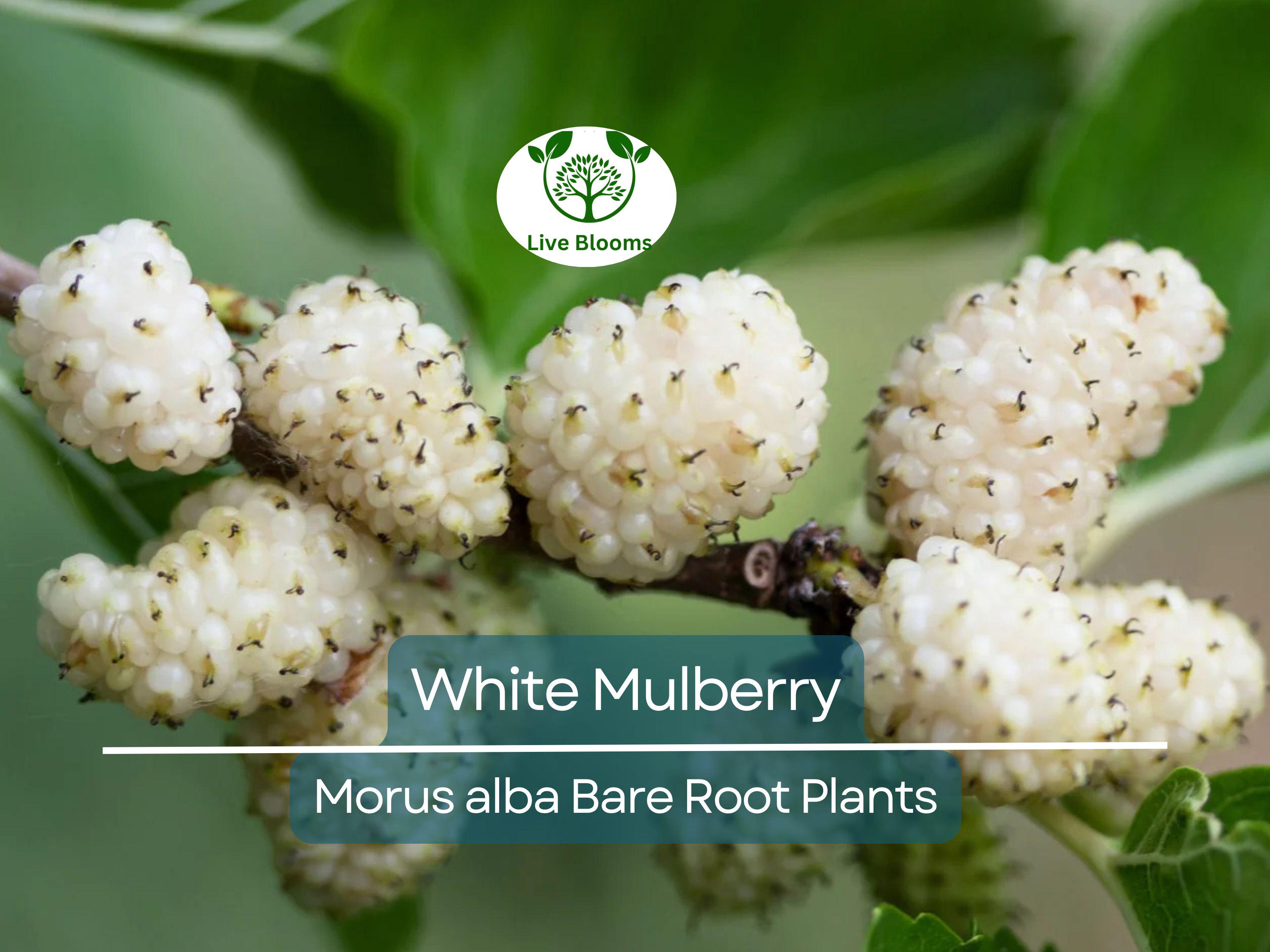 1 White Mulberry Tree – Morus Alba Live Bare Root Tree 1–2 Ft Tall – Fast-Growing Fruit Tree for Garden or Landscape