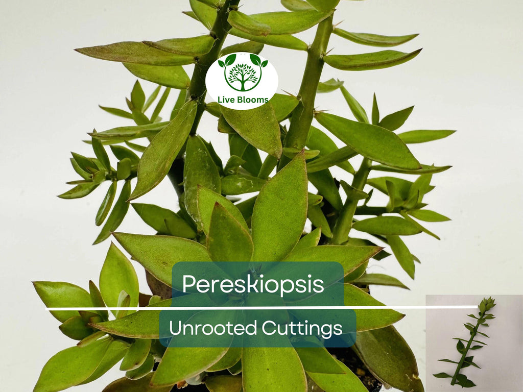5pcs Pereskiopsis Unrooted Cuttings - Cactus Grafting Rootstock, Pereskiopsis spp., Cactus Propagation, Succulent Starter, Rare Cuttings