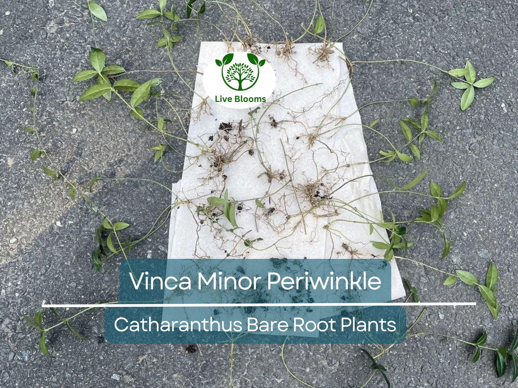 10 Vinca Minor Periwinkle Plants - Bareroot Evergreen Ground Cover - Hardy Trailing Perennial - Catharanthus minor / Creeping Myrtle