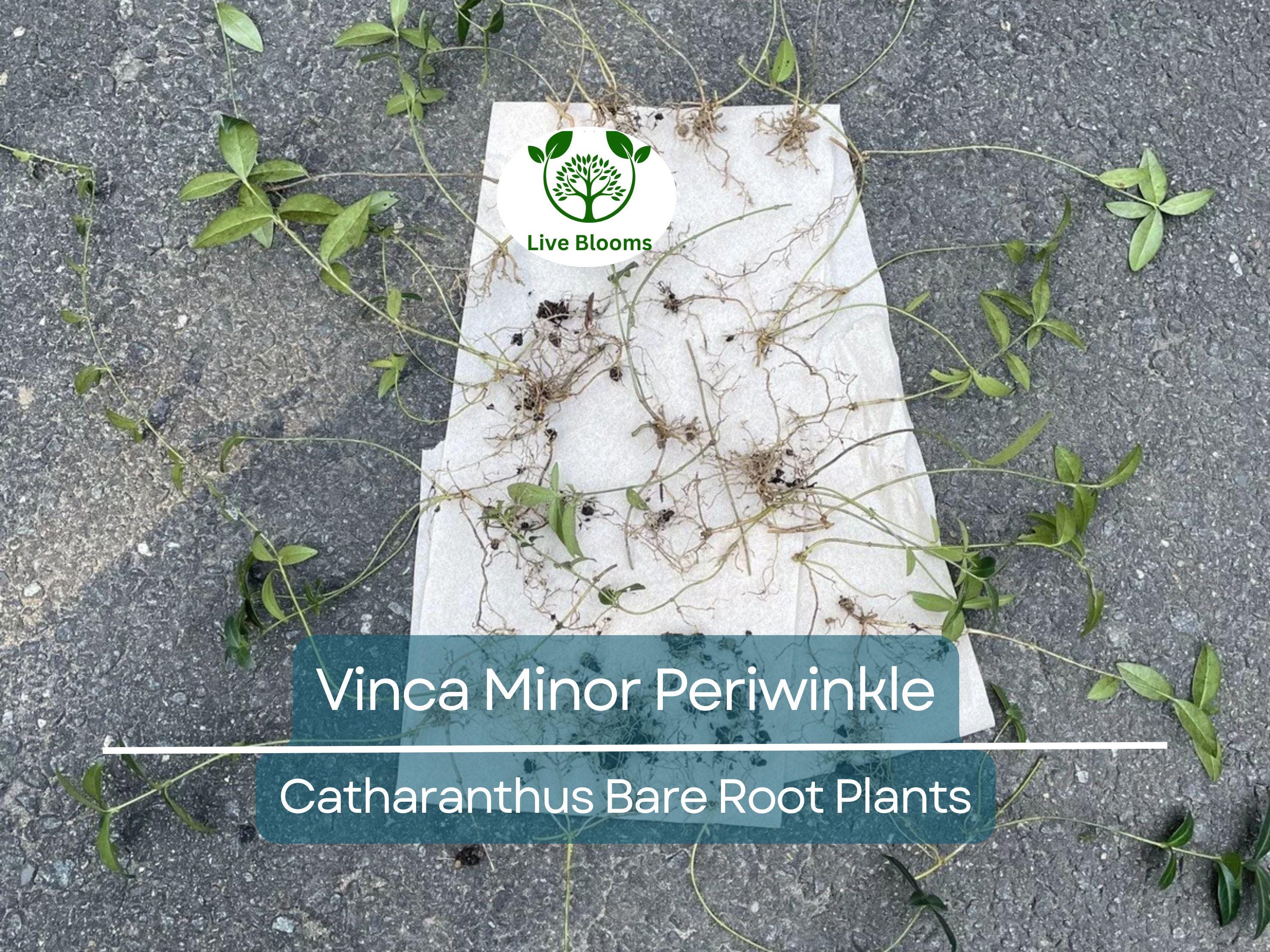 10 Vinca Minor Periwinkle Plants - Bareroot Evergreen Ground Cover - Hardy Trailing Perennial - Catharanthus minor / Creeping Myrtle