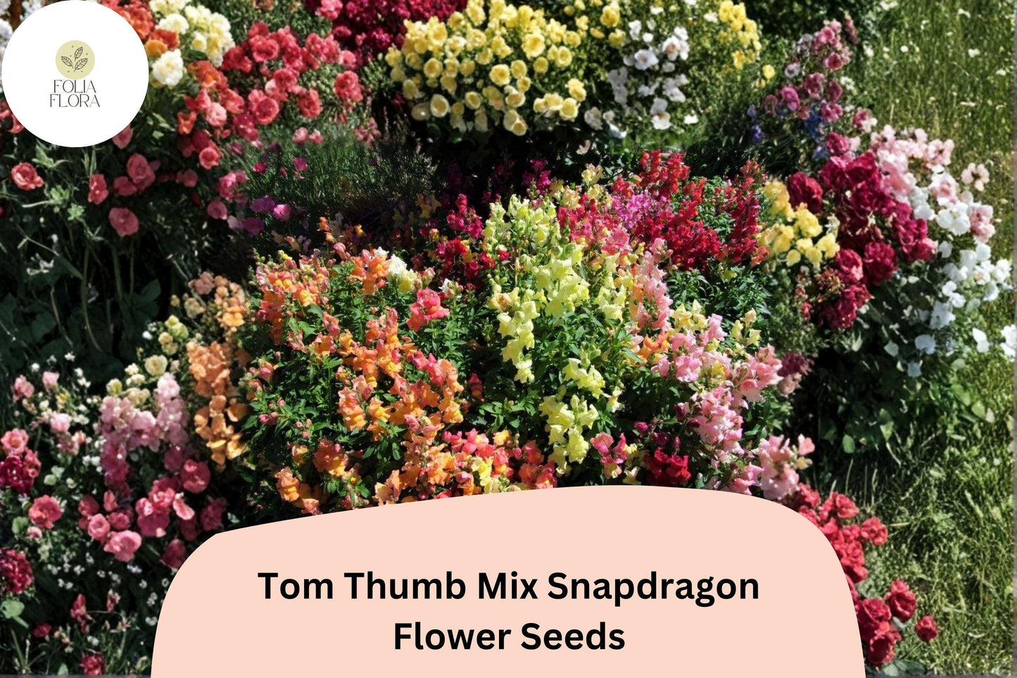 1000+ Tom Thumb Mix Snapdragon Seeds | Antirrhinum majus nanum | Dwarf Colorful Blooms for Borders
