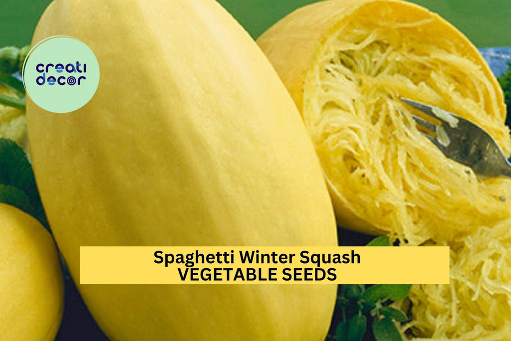 3pcs of 1g Spaghetti Squash Seeds – Winter Squash Variety, Low Carb Pasta Alternative, Easy to Grow, Nutritious Harvest Seeds for Planting