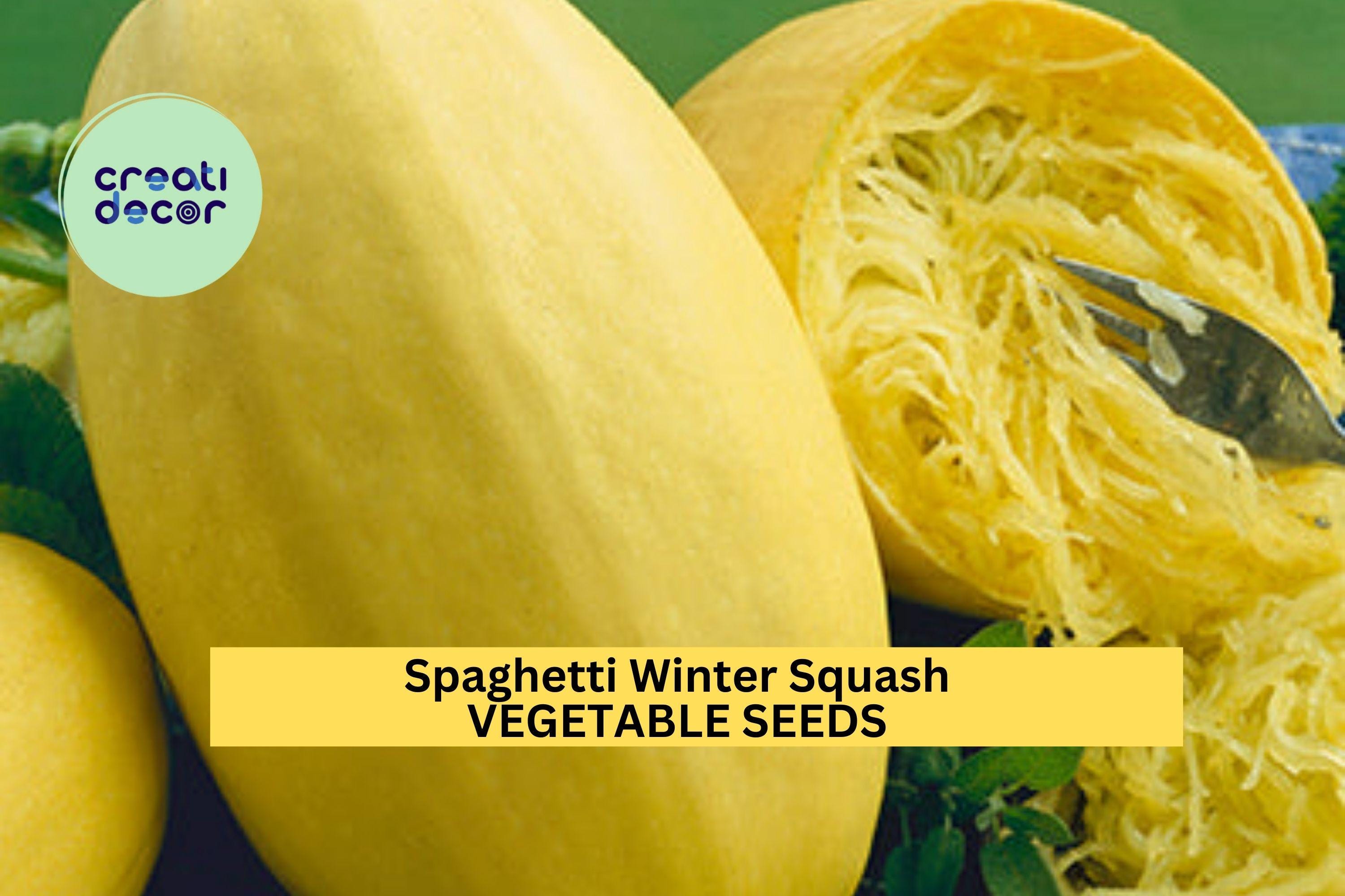 3pcs of 1g Spaghetti Squash Seeds – Winter Squash Variety, Low Carb Pasta Alternative, Easy to Grow, Nutritious Harvest Seeds for Planting