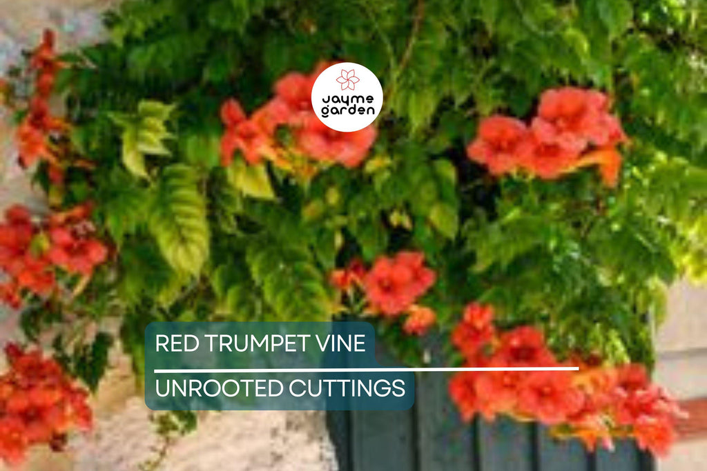 12 Live Red Trumpet Vine Clippings | Campsis Radicans | Perennial Hummingbird Vine | Fast-Growing | Organic Starts |