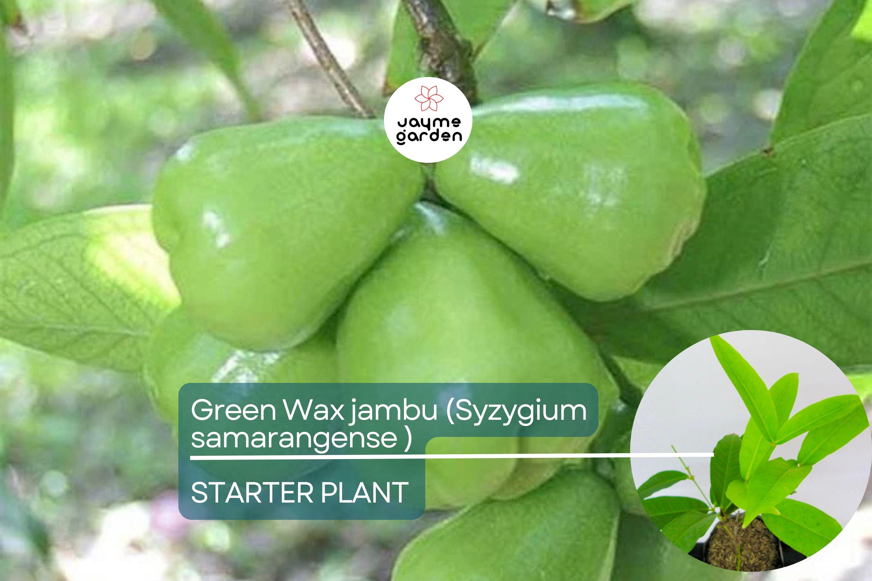 Green Wax Jambu Fruit Tree 12″-24″ - Live Syzygium samarangense | Tropical Sweet & Juicy Bell-Shaped Fruit Tree