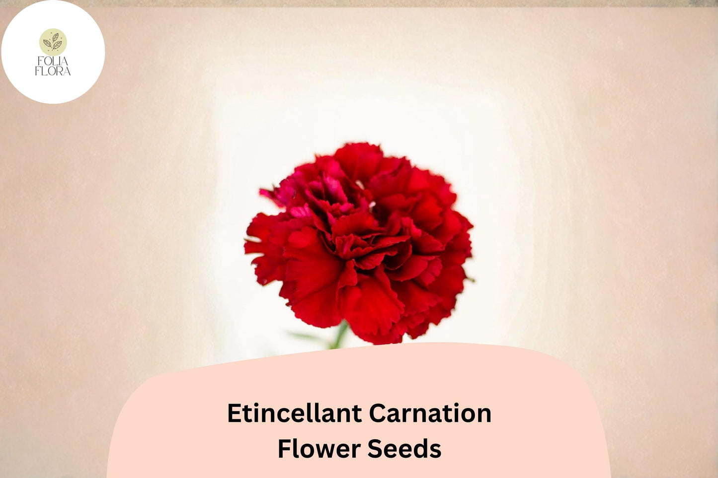 200+ Etincellant Carnation Seeds: Striking Red Blooms, Fragrant Cut Flowers, Hardy Garden Perennial, Easy to Grow
