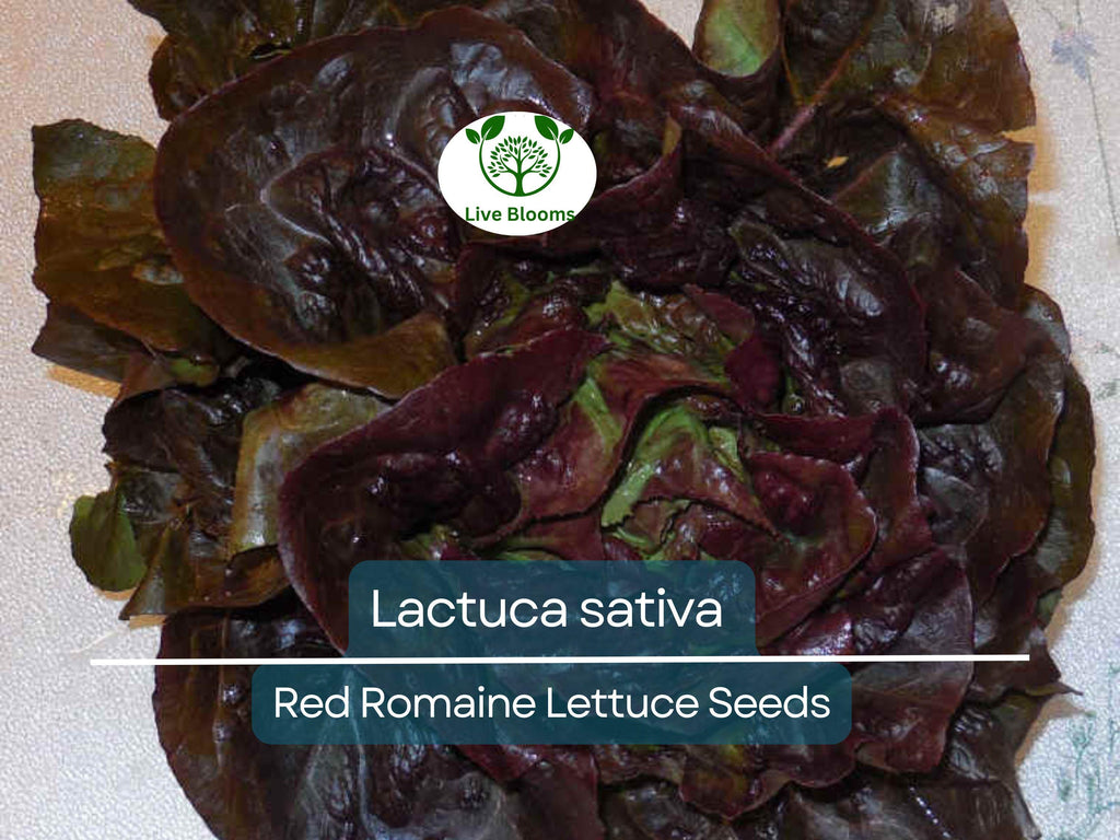 700 Seeds Red Romaine Lettuce – Lactuca sativa | Heirloom Lettuce Seeds for Planting, Gardening & Fresh, Vibrant Harvests
