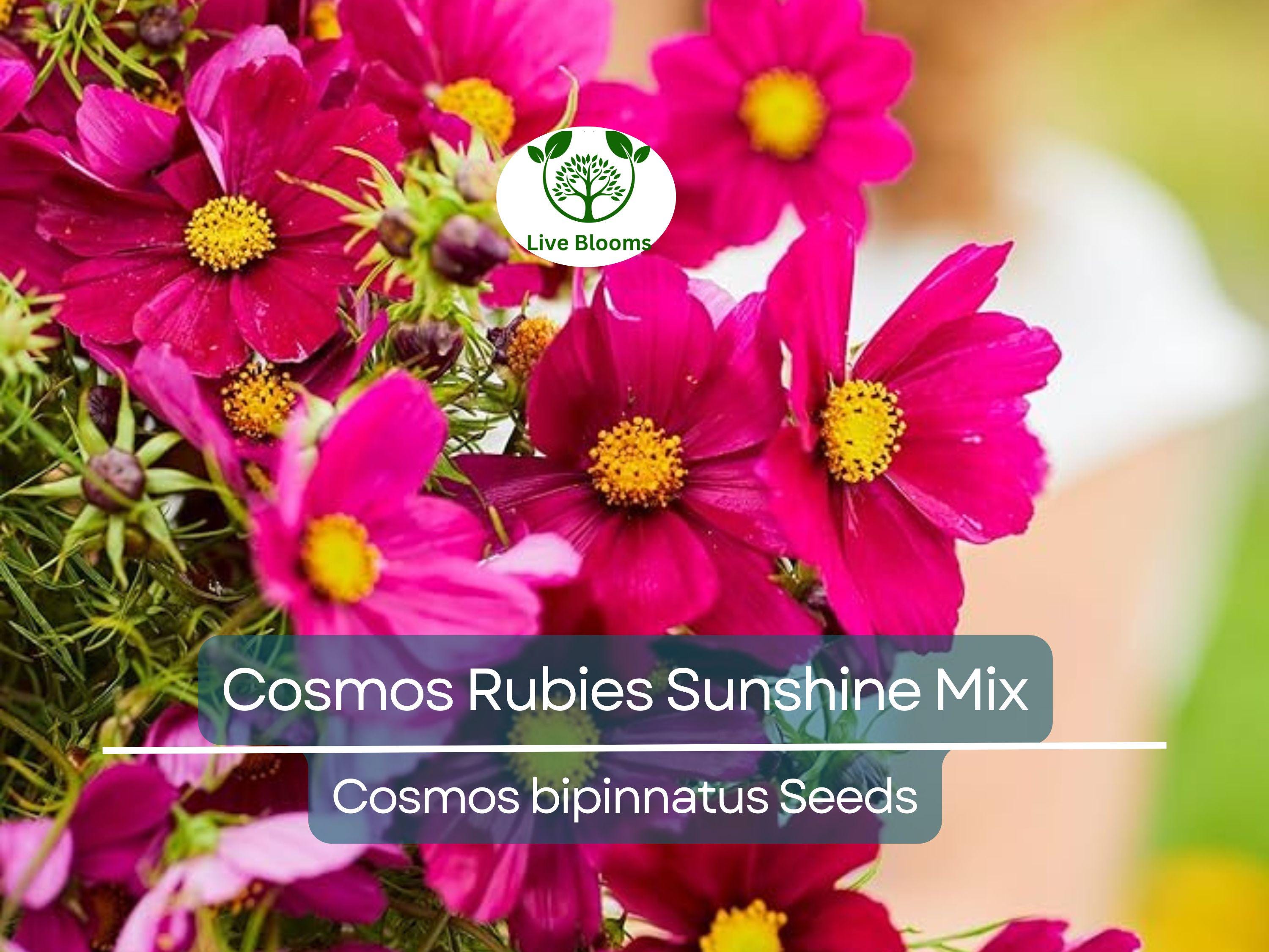 100 Seeds Cosmos Rubies Sunshine Mix, Red, Pale Yellow, Pink Flowers, Pollinators, Butterflies, Non-GMO, Wildflower, Perennial, Garden Plant