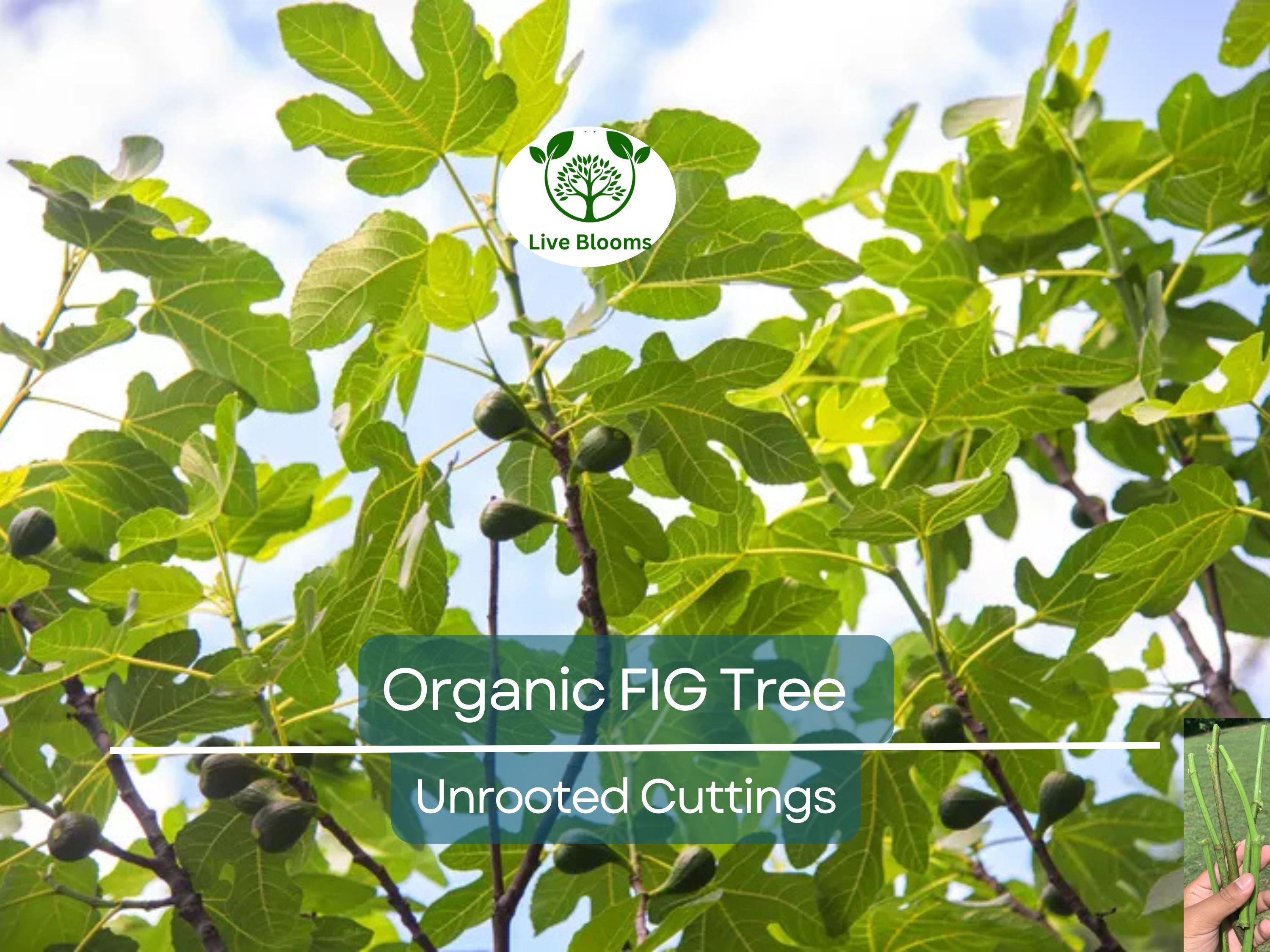 5 Organic Fig Tree Unrooted Cuttings 8" Each From Fruiting Tree - Ficus Carica, Healthy, Perfect for Planting & Propagation