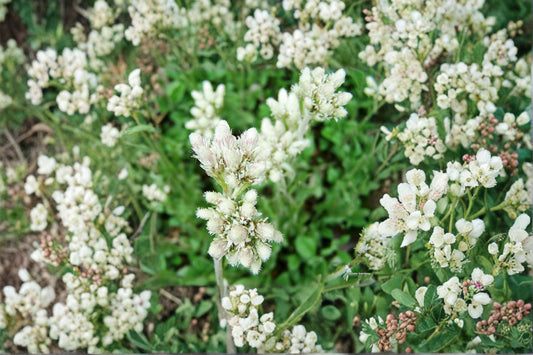 Pussytoes – Antennaria plantaginifolia / parvifolia Seeds | 100 Seeds | Native Ground Cover Wildflower