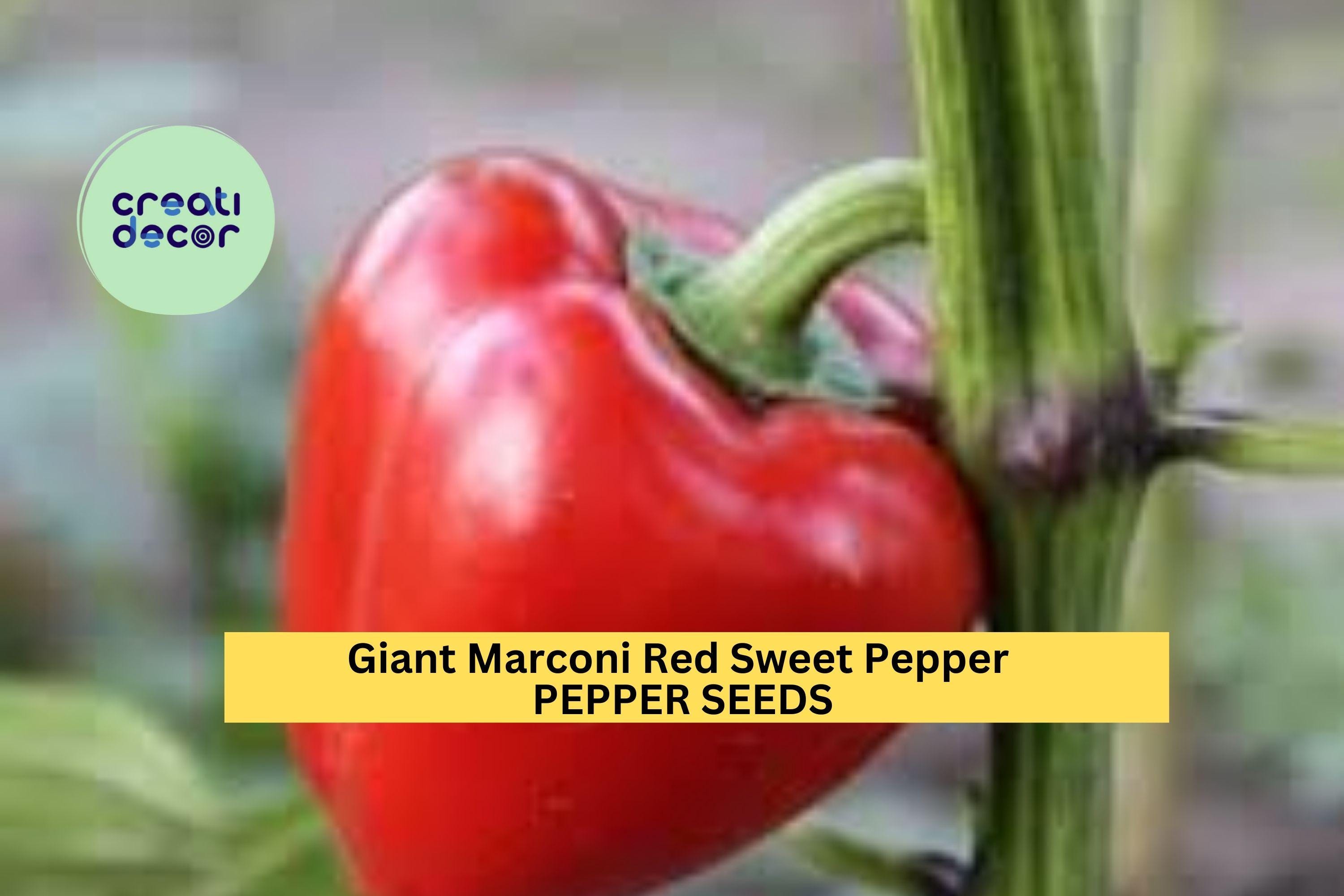 3pcs of 250mg Giant Marconi Red Sweet Pepper Seeds – Large, Sweet, Productive Pepper for Roasting, Frying & Home Gardens Seeds for Planting