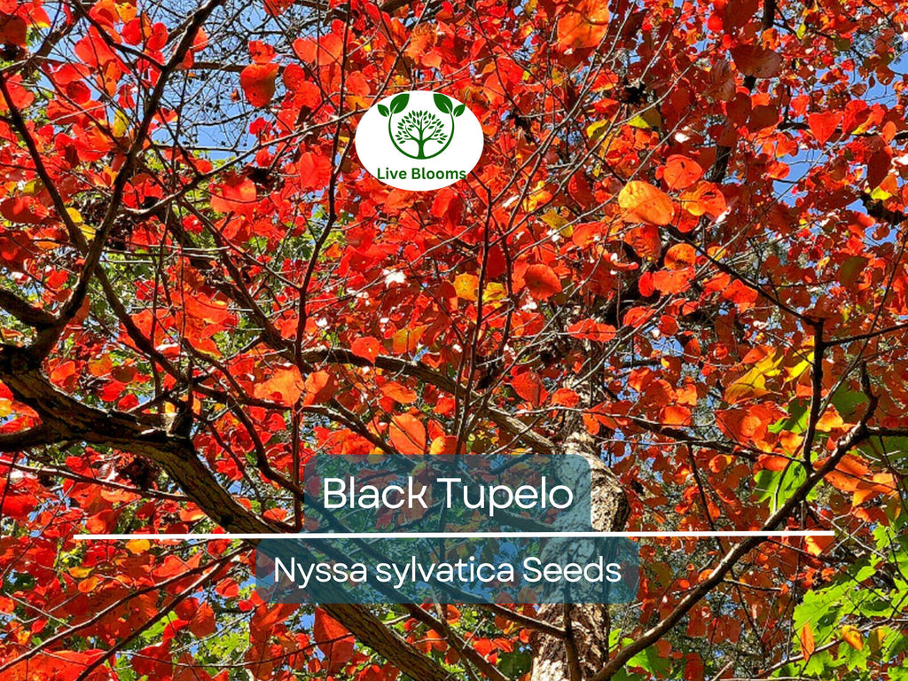 10 'Wildfire' Black Tupelo Tree Seeds (Nyssa sylvatica) | Edible Fruits, Fast Growing, Beautiful Fall Colors, Hardy Tree for Garden