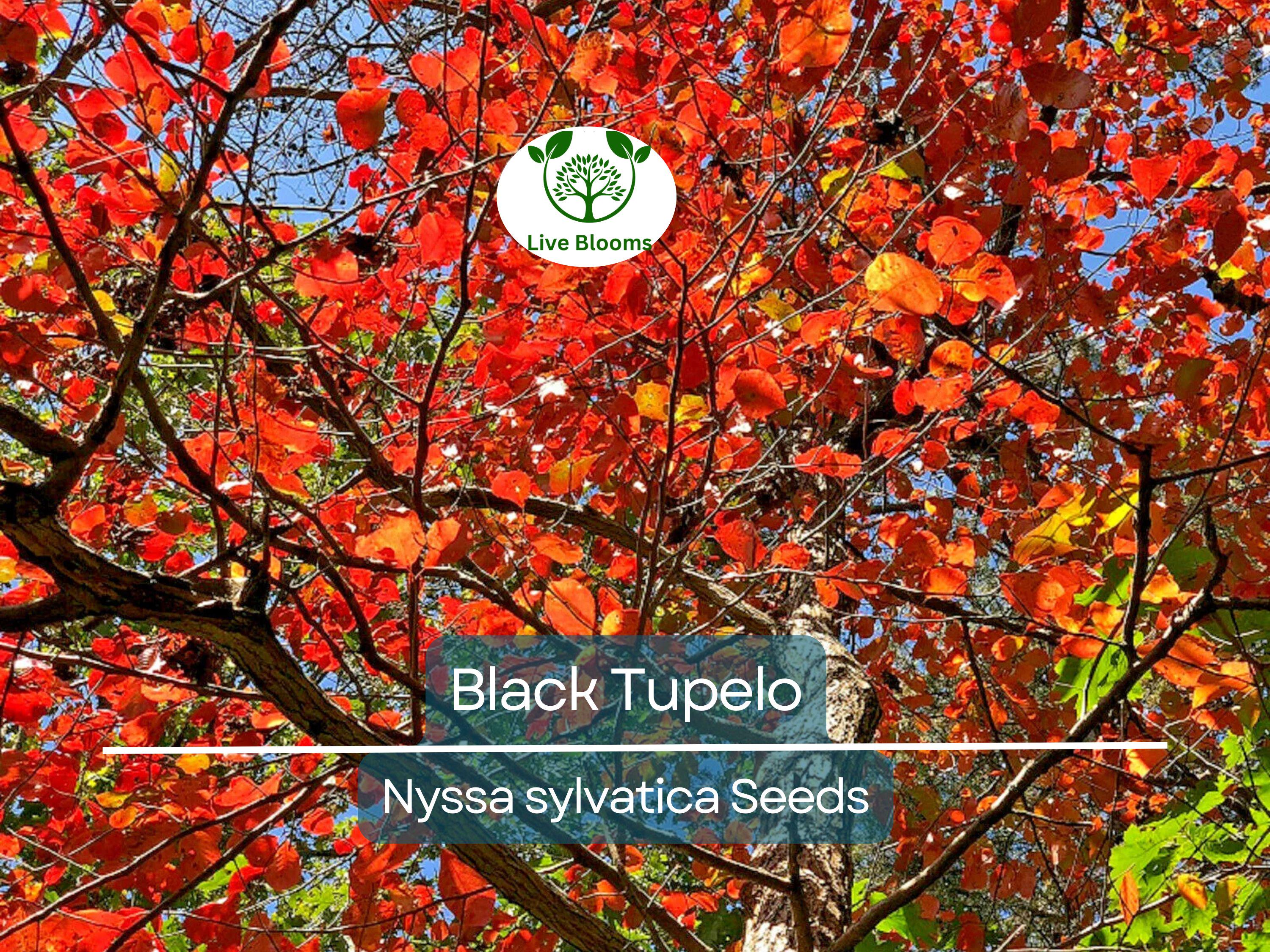 10 'Wildfire' Black Tupelo Tree Seeds (Nyssa sylvatica) | Edible Fruits, Fast Growing, Beautiful Fall Colors, Hardy Tree for Garden