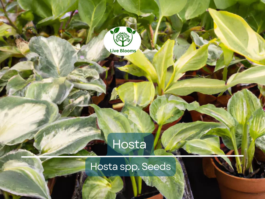 50 Hosta Seeds Mix - A Variety of Colors and Species, Perennial Shade Plant, Low Maintenance, Hardy Garden Starter, Decorative Foliage