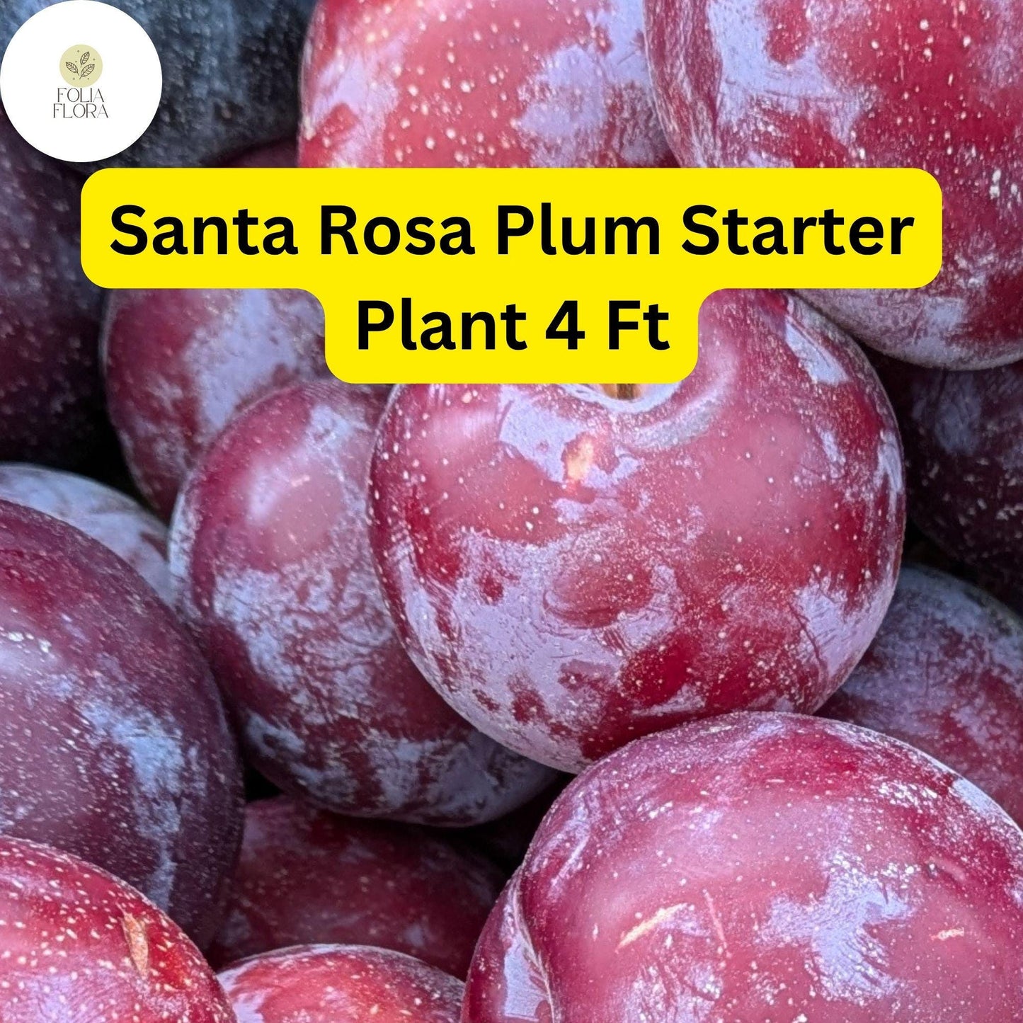 1 Santa Rosa Plum Tree (Prunus salicina) - 4ft Tall Live Fruit Tree Ready to Plant