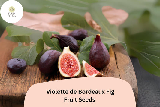 100+ Violette de Bordeaux Fig Seeds – Grow Ficus carica Sweet Dark Figs for Garden & Home